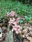 Sárgástönkű kígyógomba (Mycena renati), Pilis
